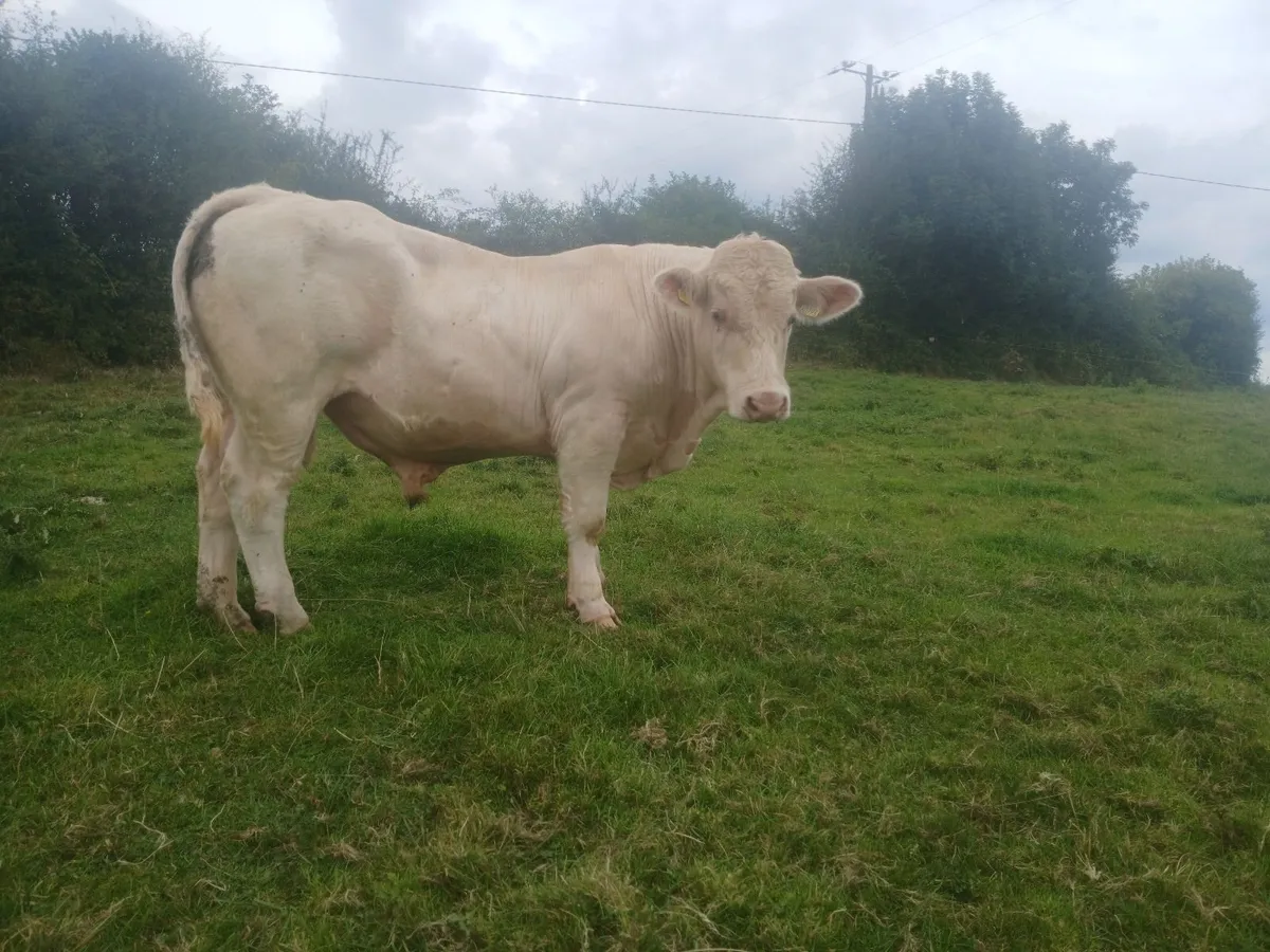 5* PBR Charolais Bull - Image 2