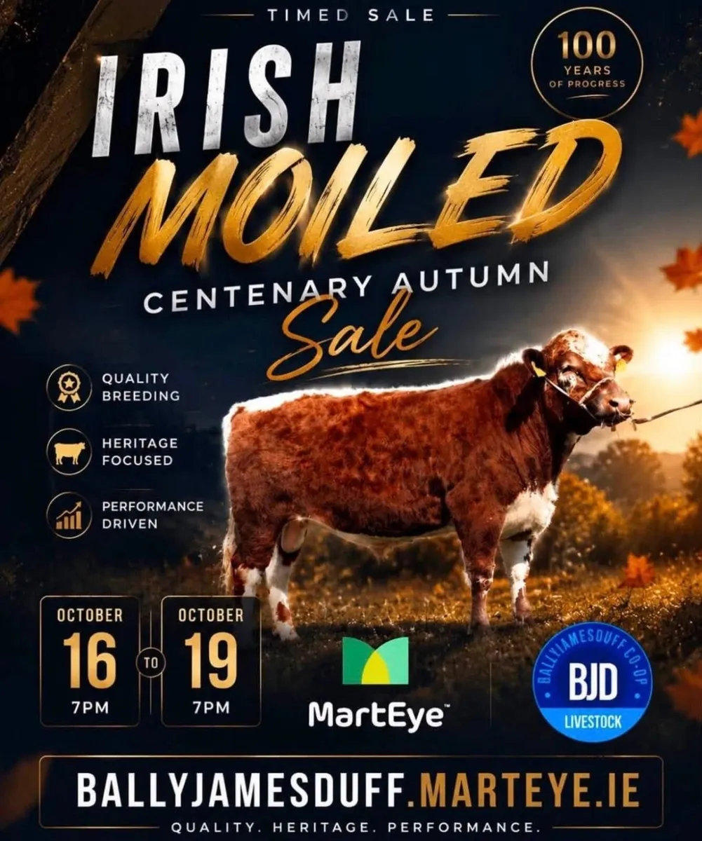 Irish Moiled Autumn Centenary Timed Auction