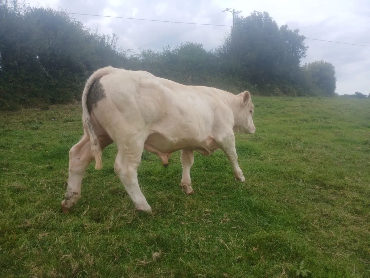 5* PBR Charolais Bull - Image 3
