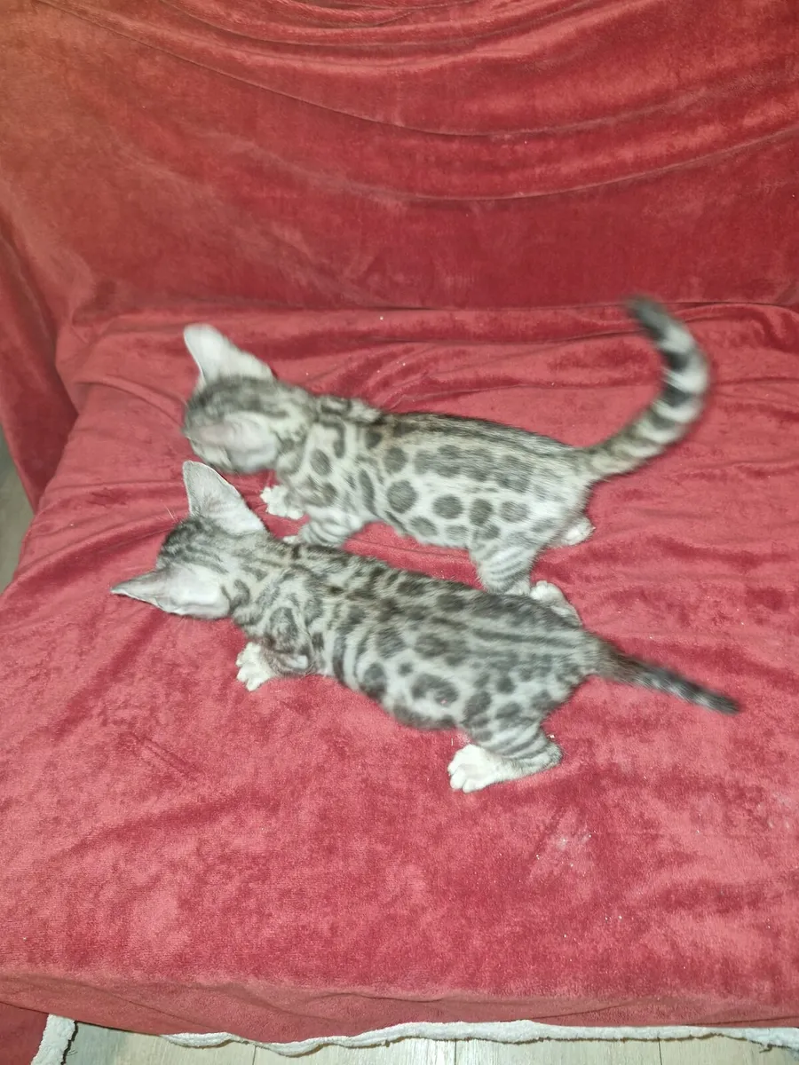 Bengal kittens - Image 2