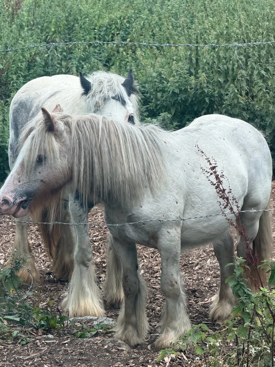 King pony for sale - Image 4