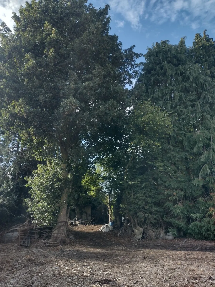 30 standing trees for sale -€1000 the lot - Image 1