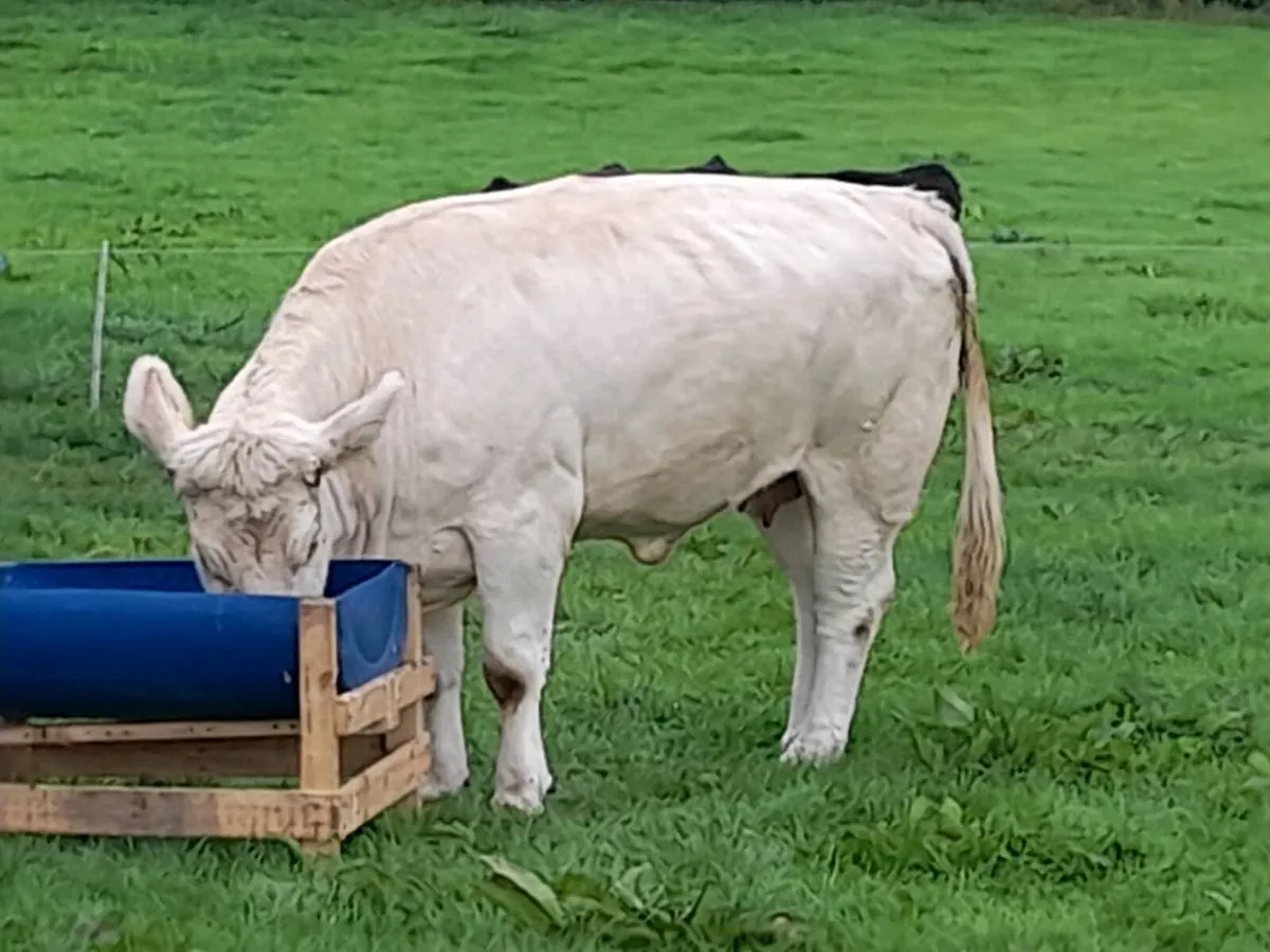 ✨️Charolais Cow heifer✨️ - Image 2