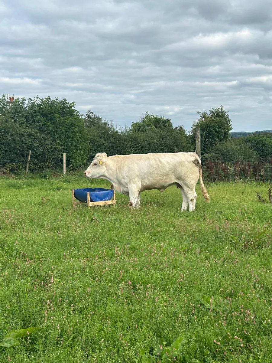 ✨️Charolais Cow heifer✨️ - Image 3