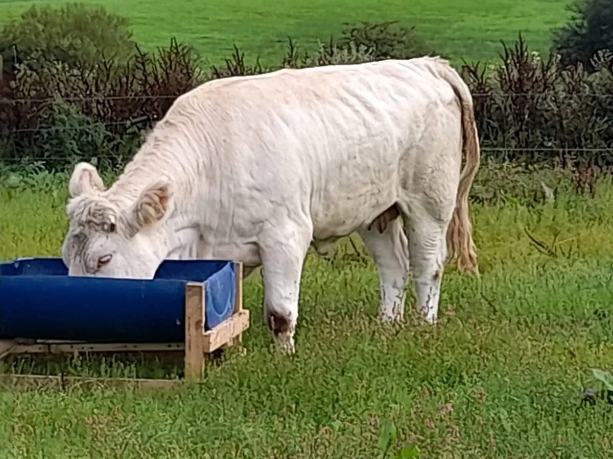 ✨️Charolais Cow heifer✨️ - Image 1