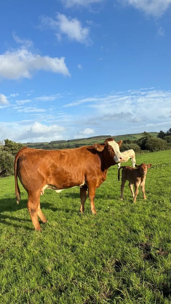 First Calf Heifer & Calf - Image 3