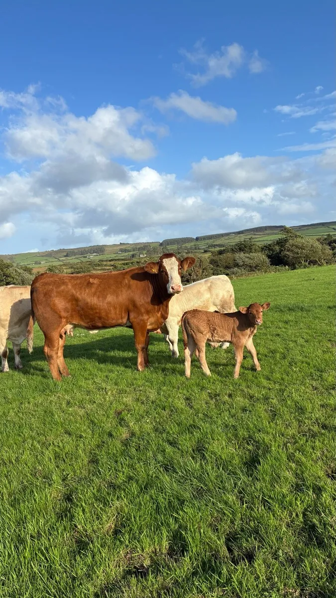 First Calf Heifer & Calf - Image 4