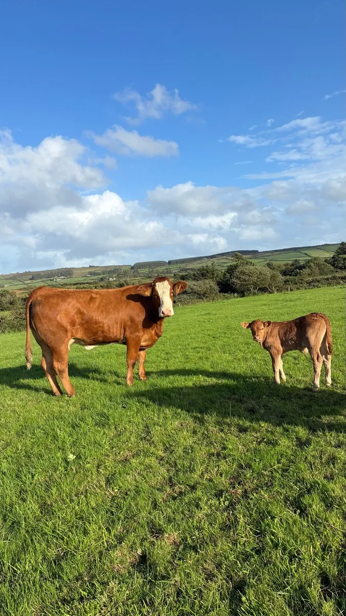 First Calf Heifer & Calf - Image 1