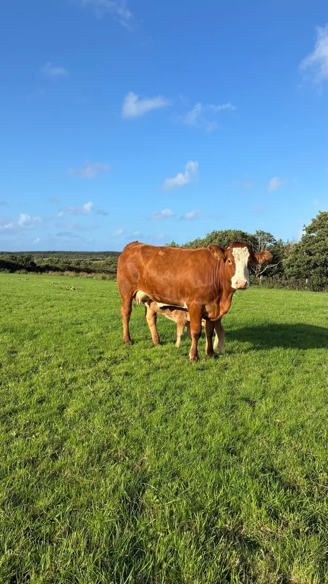 First Calf Heifer & Calf - Image 2