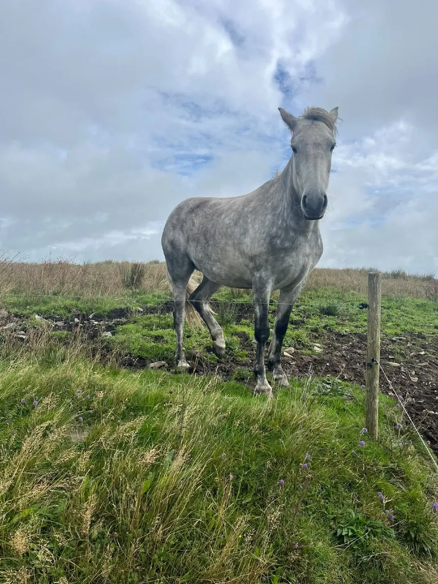 Connemara Pony - Image 1