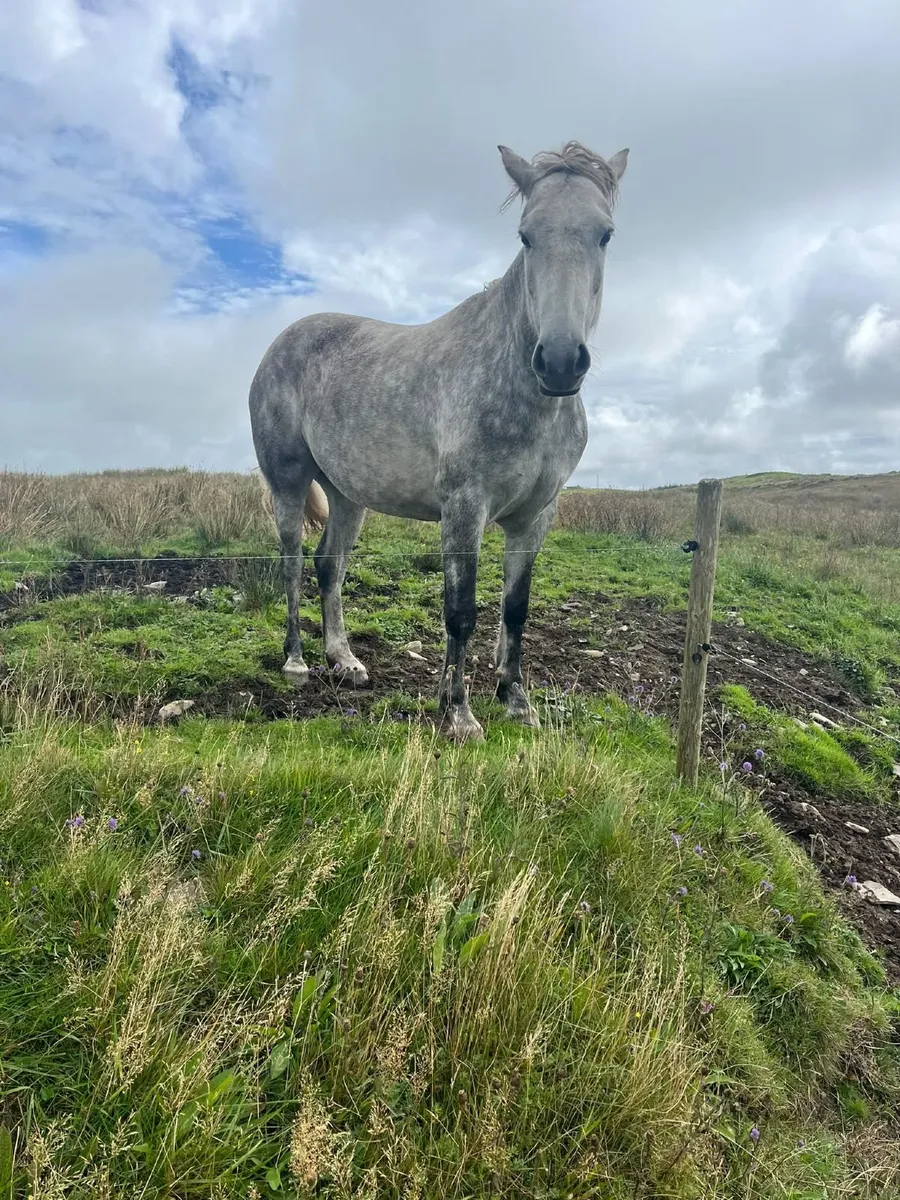 Connemara Pony - Image 4
