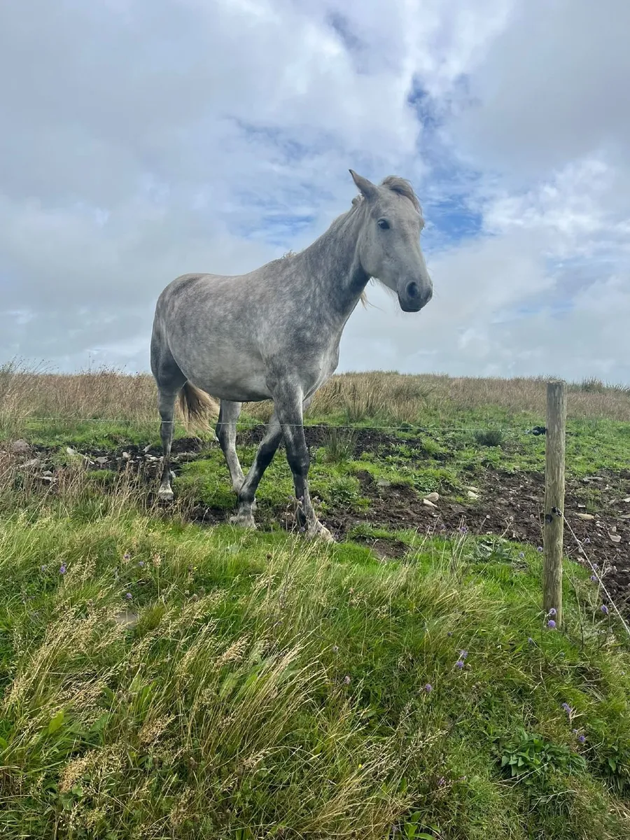 Connemara Pony - Image 2
