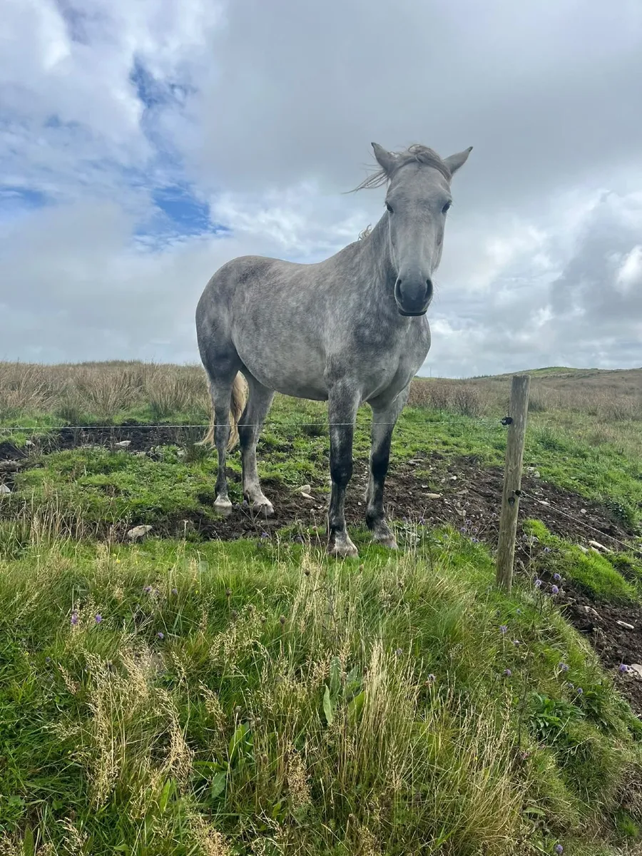 Connemara Pony - Image 3