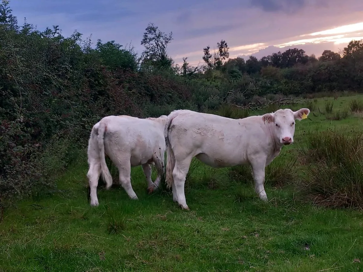Pedigree charolai heifers - Image 2
