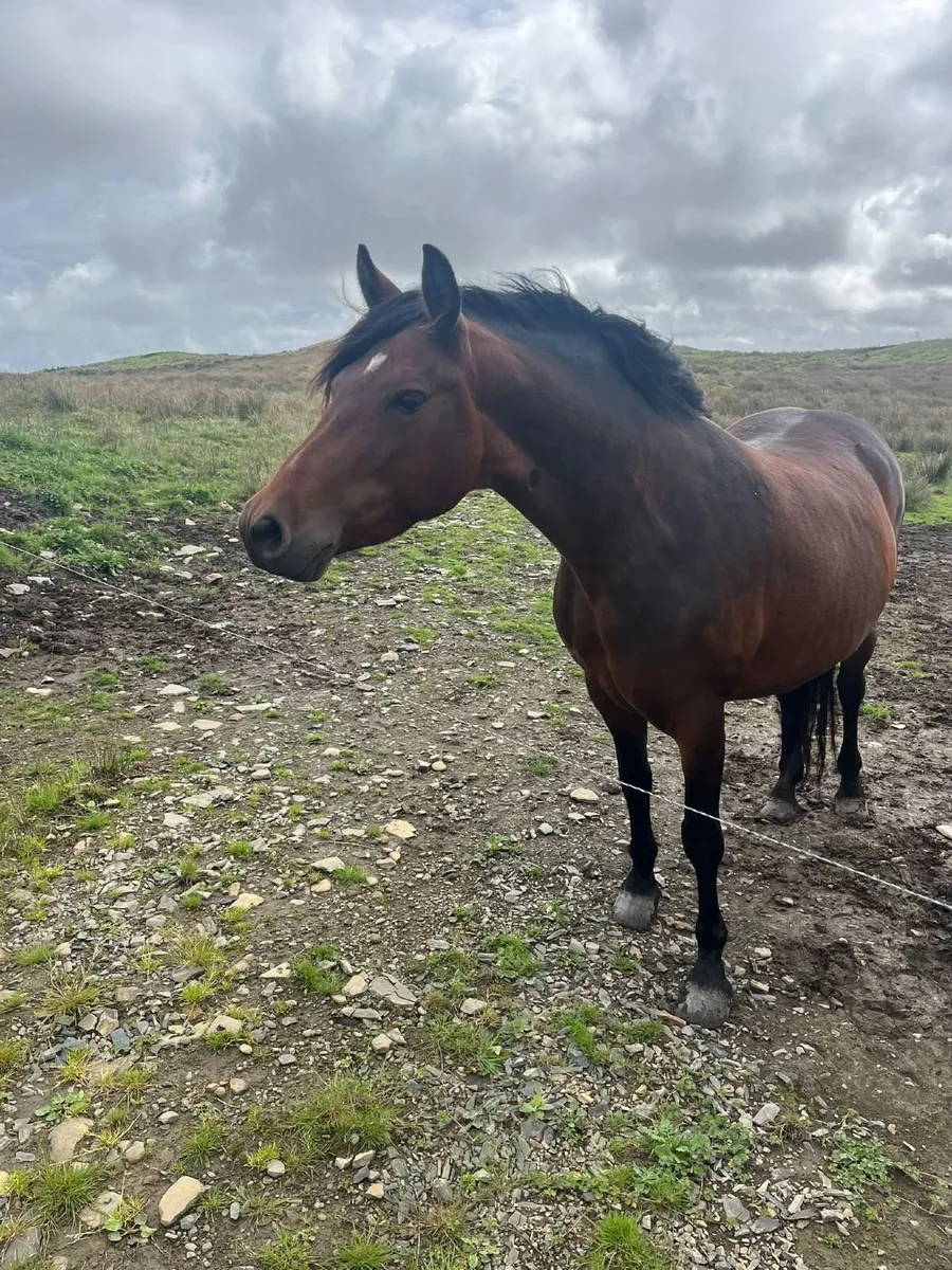 Connemara Pony - Image 2