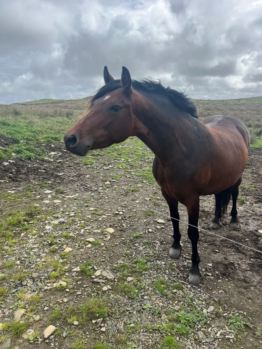 Connemara Pony - Image 3
