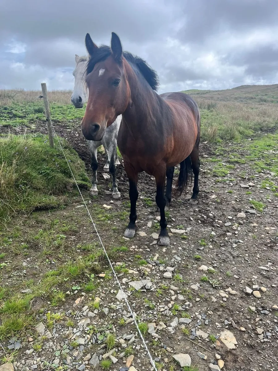 Connemara Pony - Image 4