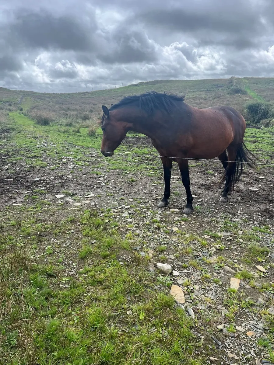 Connemara Pony - Image 1