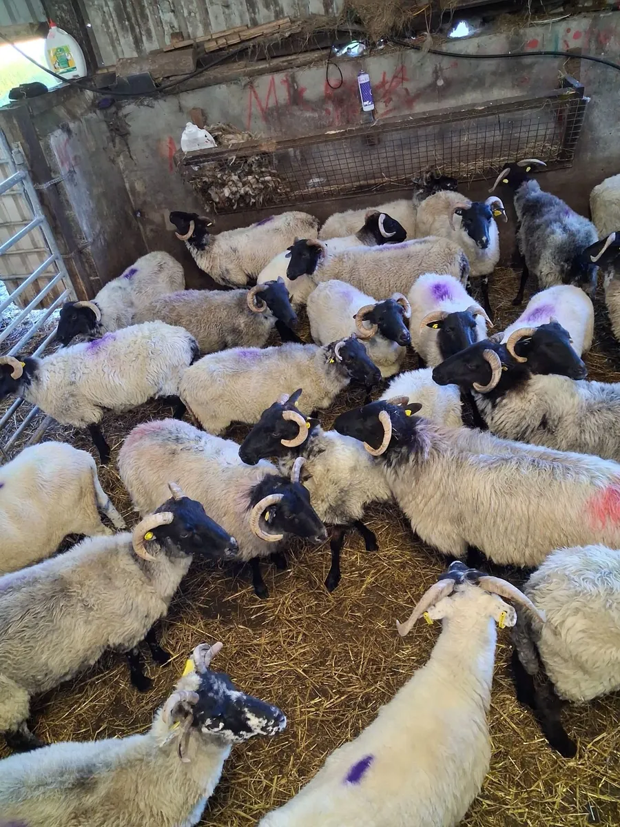 Sheep - Image 4