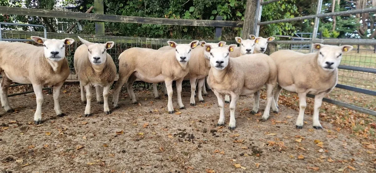 PB Registered Texel Ewe Hoggets & Lambs - Image 2