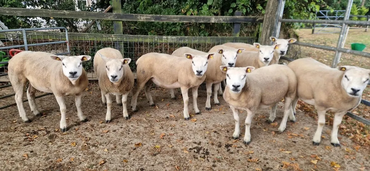 PB Registered Texel Ewe Hoggets & Lambs - Image 1