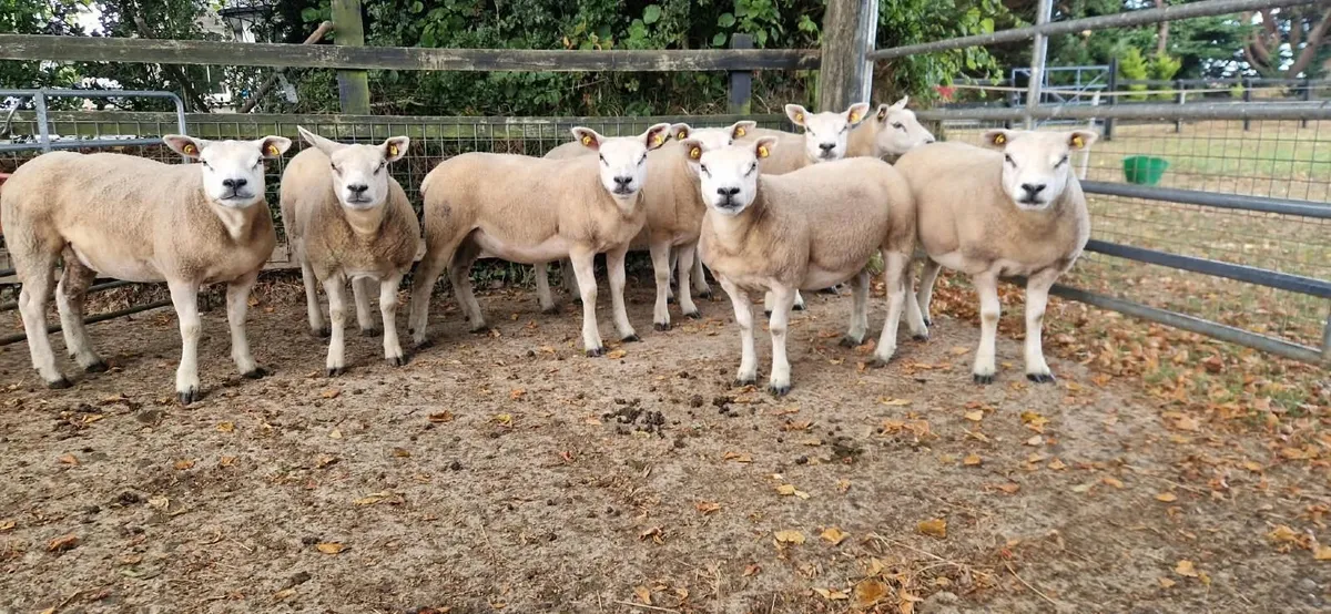 PB Registered Texel Ewe Hoggets & Lambs - Image 4