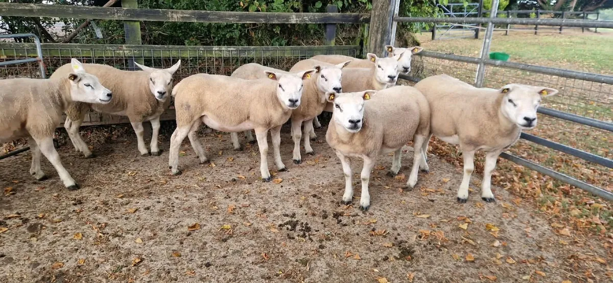 PB Registered Texel Ewe Hoggets & Lambs - Image 3
