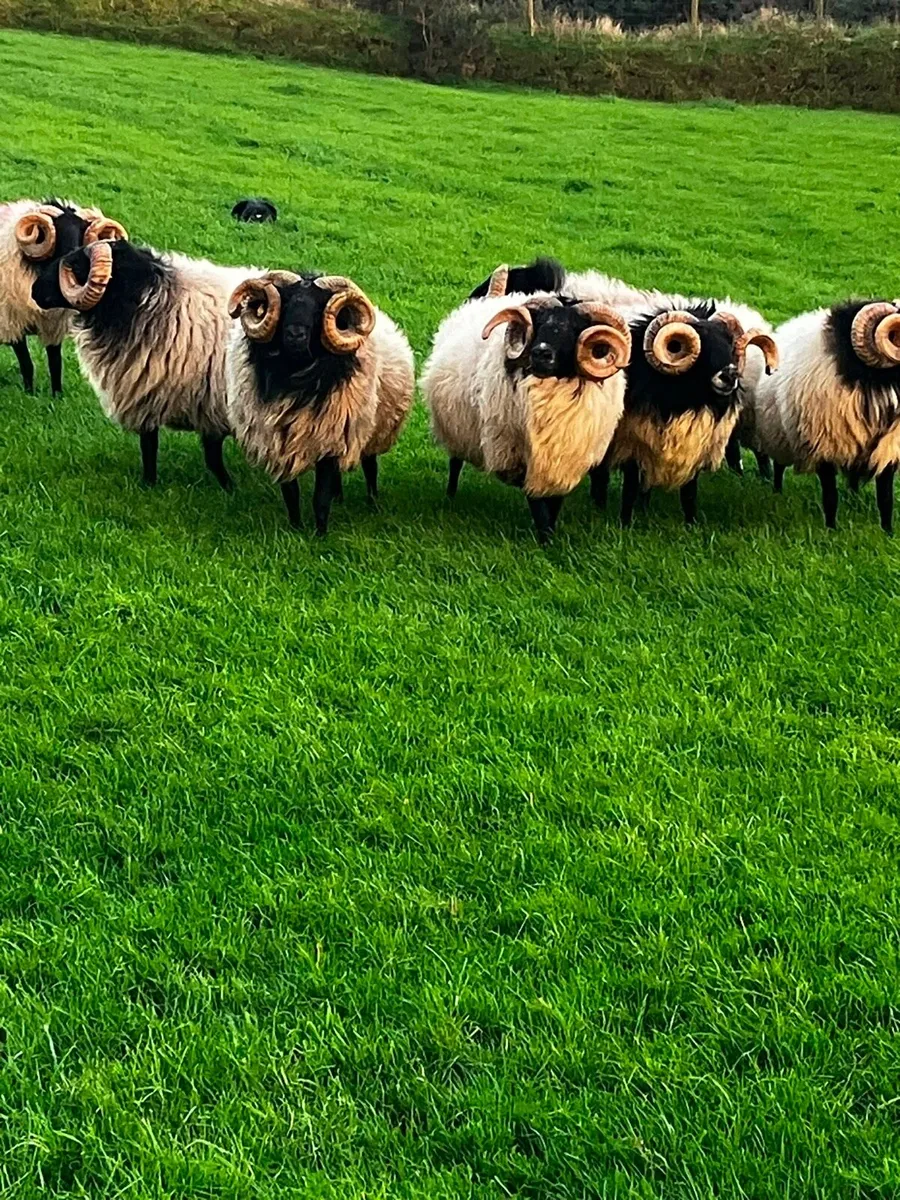Aged rams - Image 1