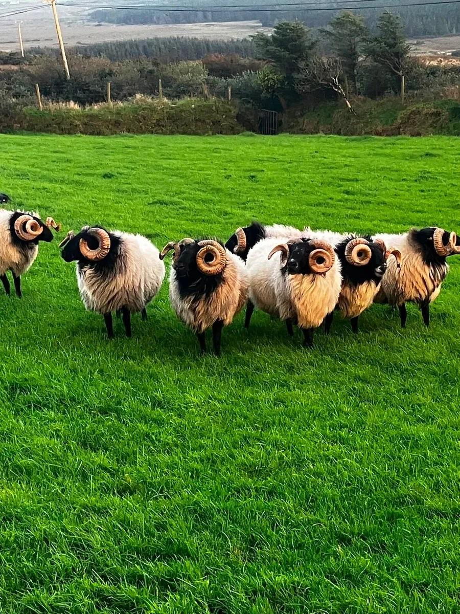 Aged rams - Image 2