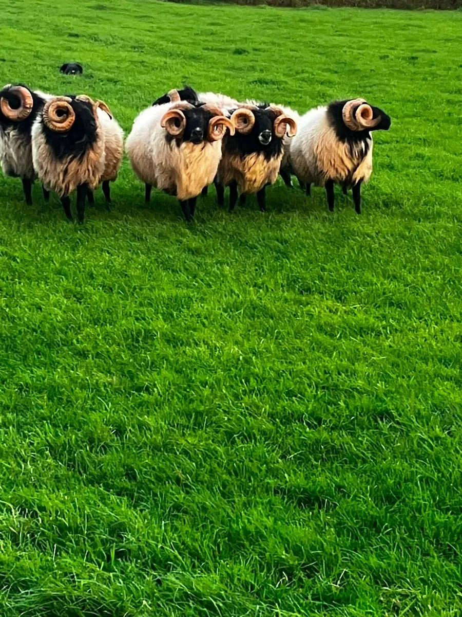 Aged rams - Image 3