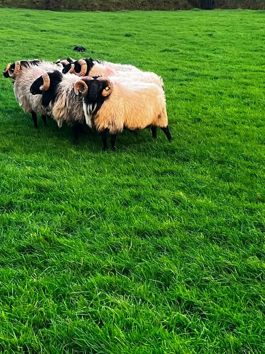Aged rams - Image 4