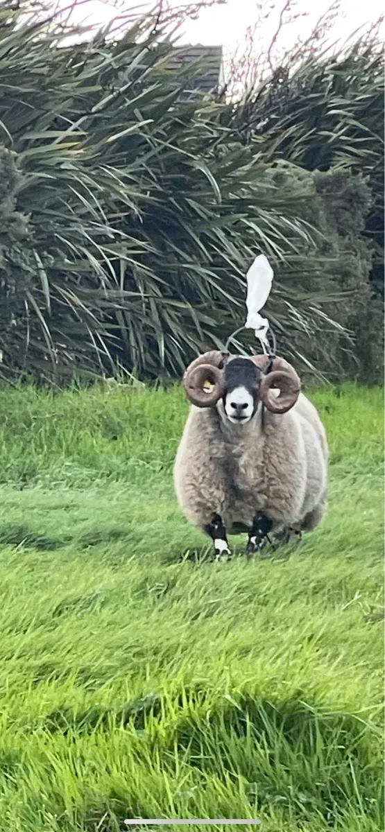 Lanark Hogget Rams - Image 1