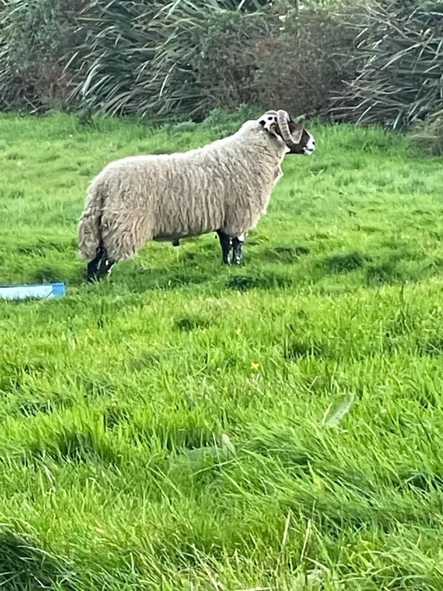 Lanark Hogget Rams - Image 2