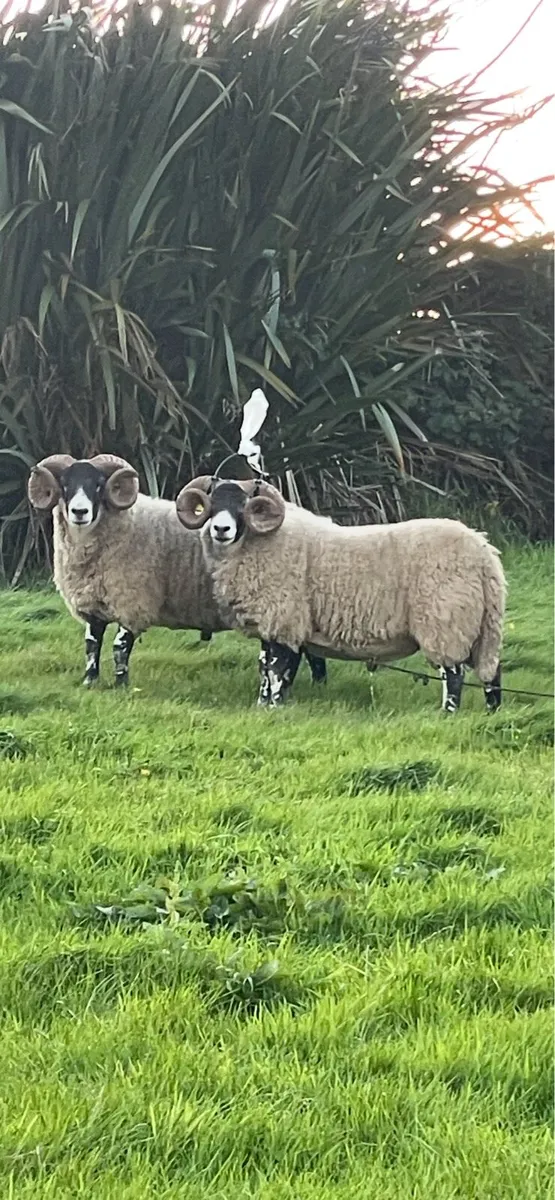 Lanark Hogget Rams - Image 3