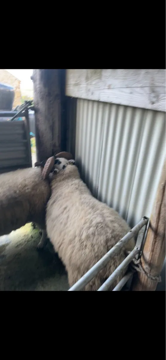 Lanark Hogget Rams - Image 4