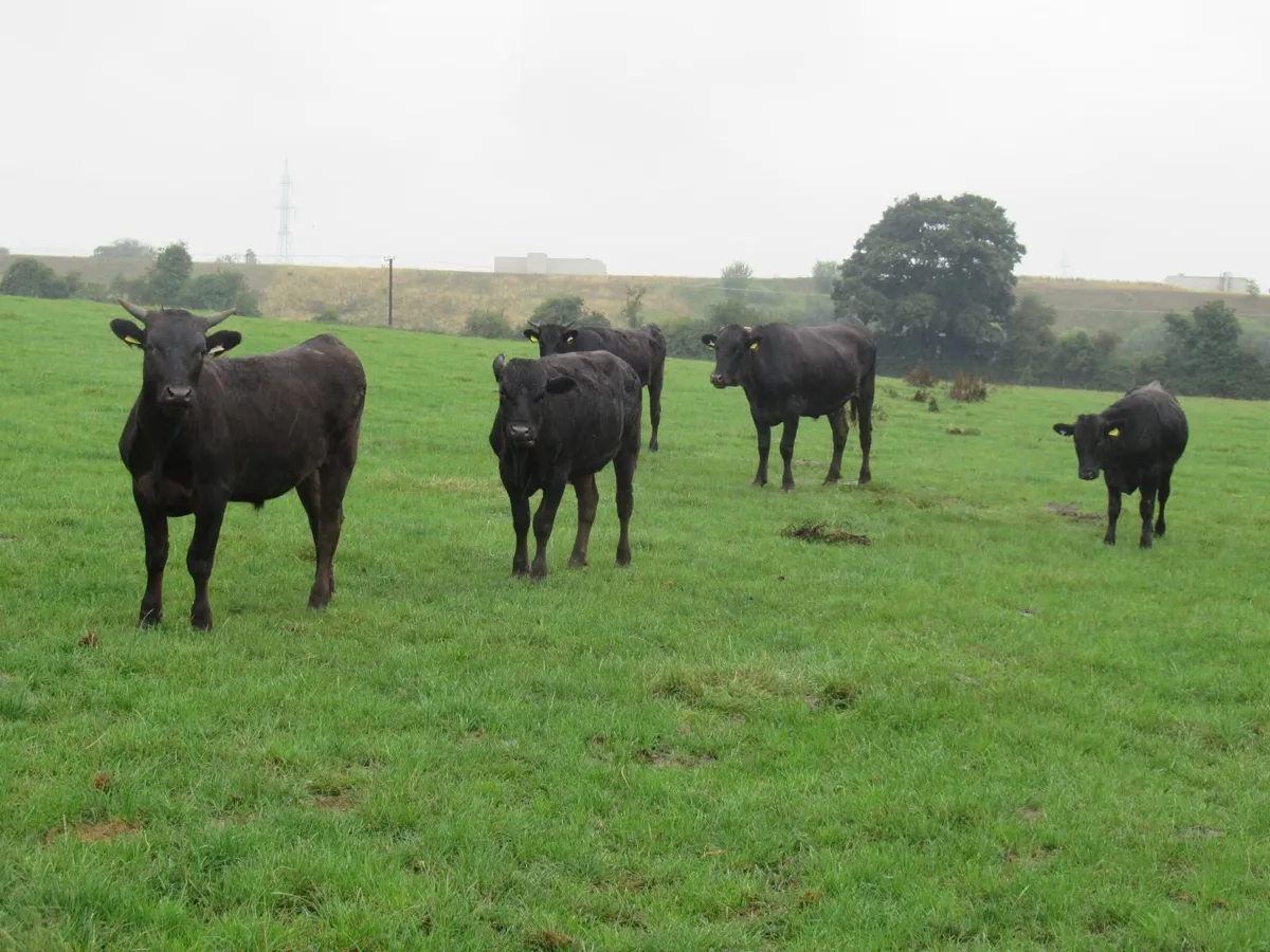 wagyu wedding bullocks
