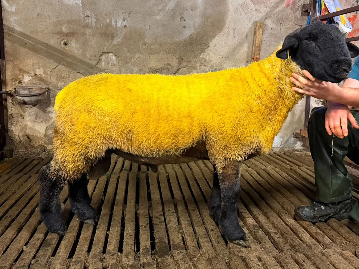 Pedigree Suffolk and texel ram lambs - Image 4