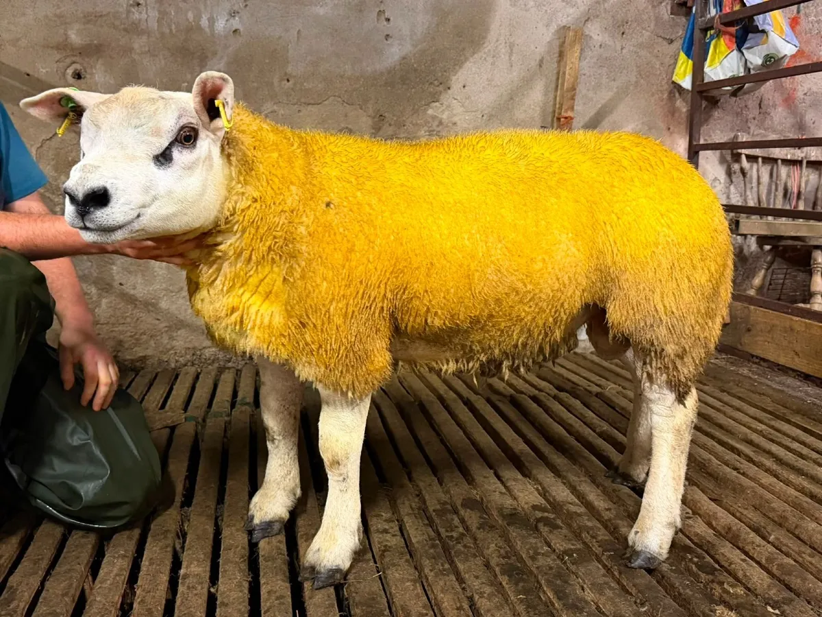 Pedigree Suffolk and texel ram lambs - Image 2