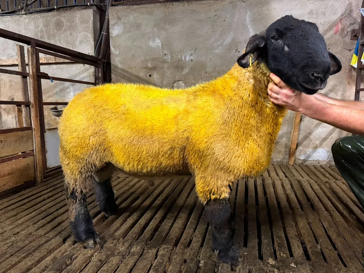 Pedigree Suffolk and texel ram lambs - Image 1