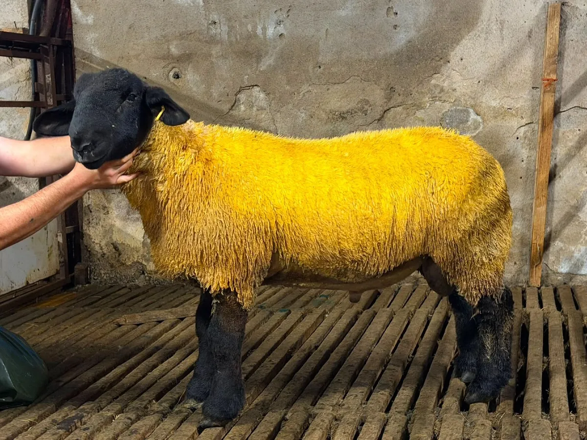 Pedigree Suffolk and texel ram lambs - Image 3