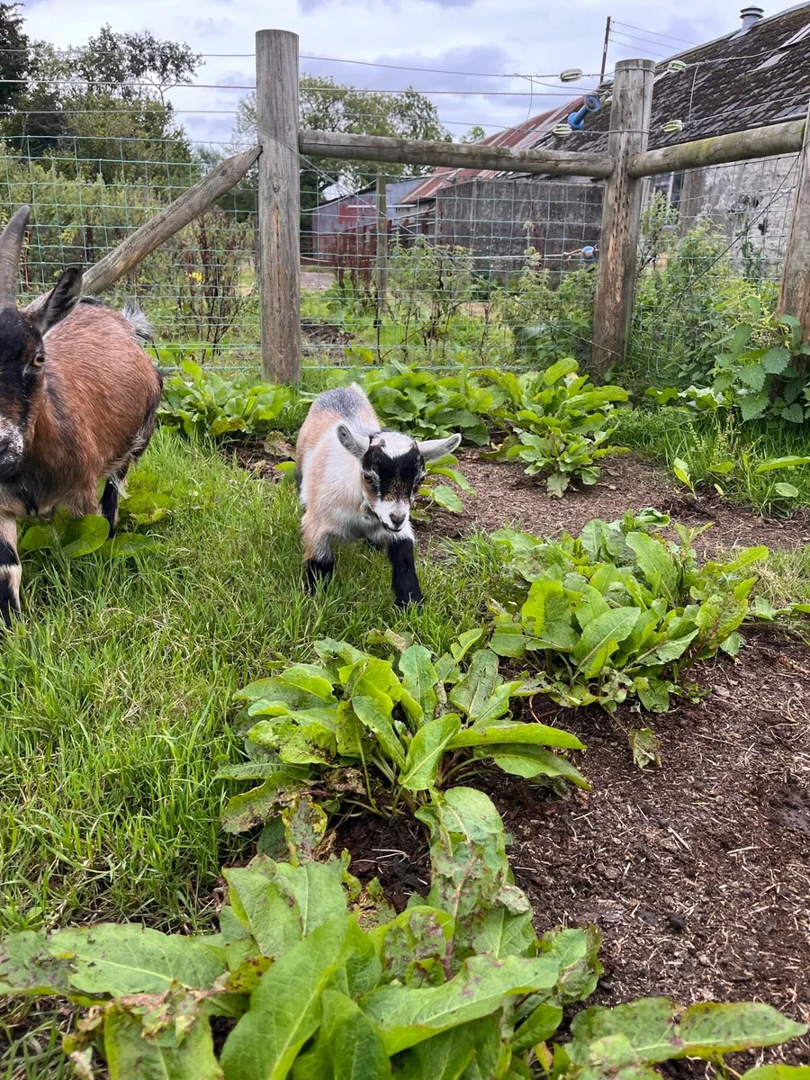Pygmy goat kids - Image 1