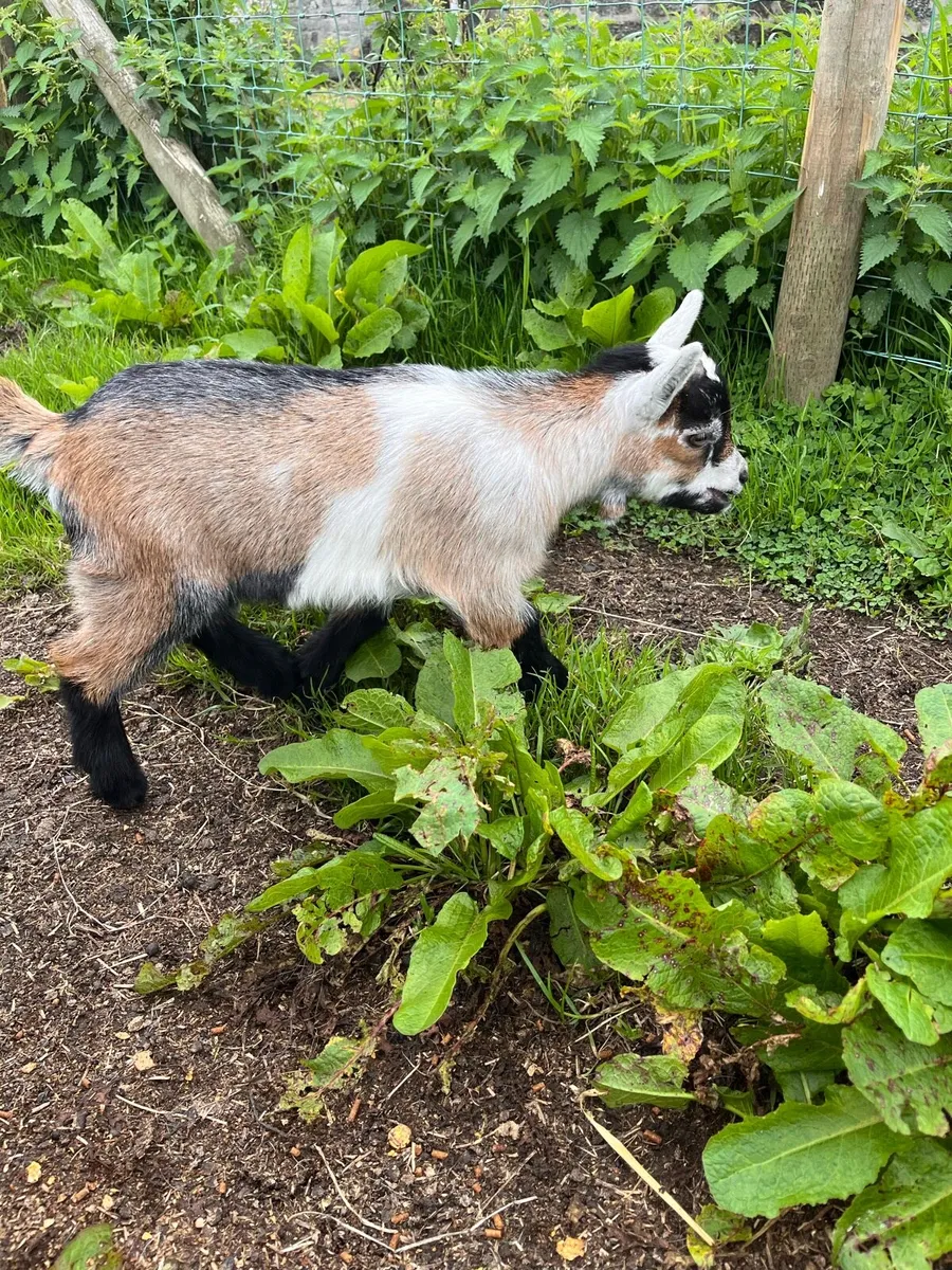 Pygmy goat kids - Image 2
