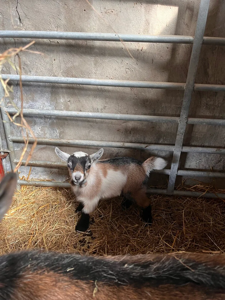 Pygmy goat kids - Image 3