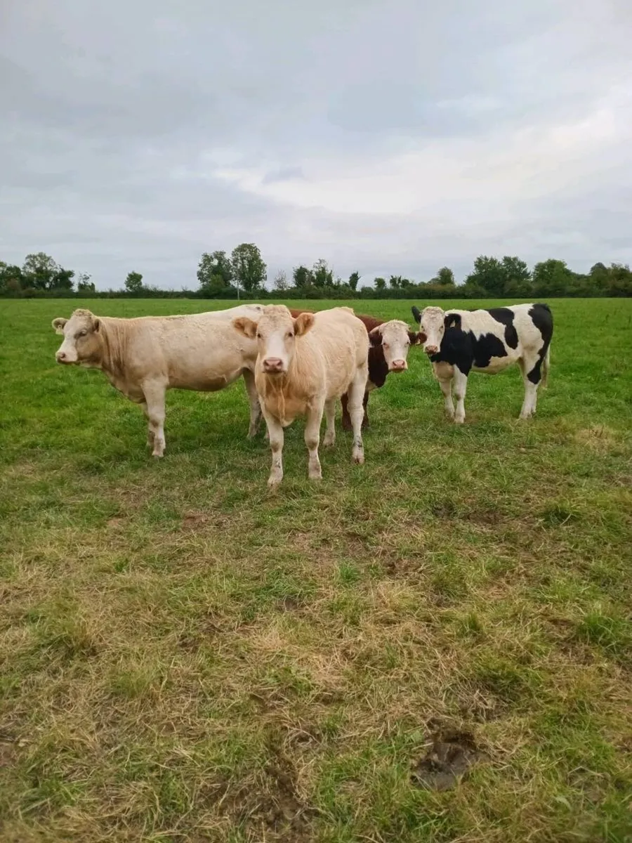 Organic Breeding heifers - Image 1