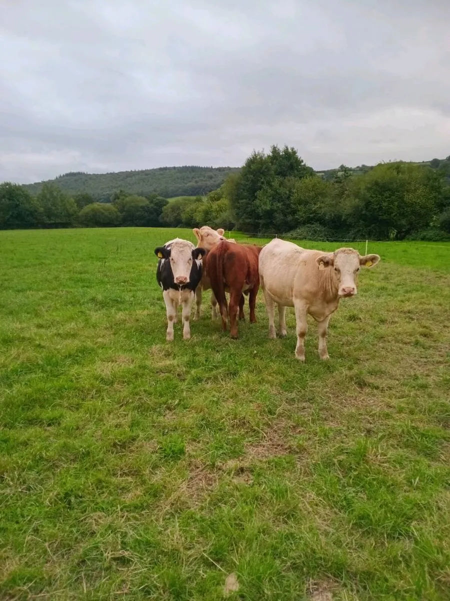 Organic Breeding heifers - Image 2
