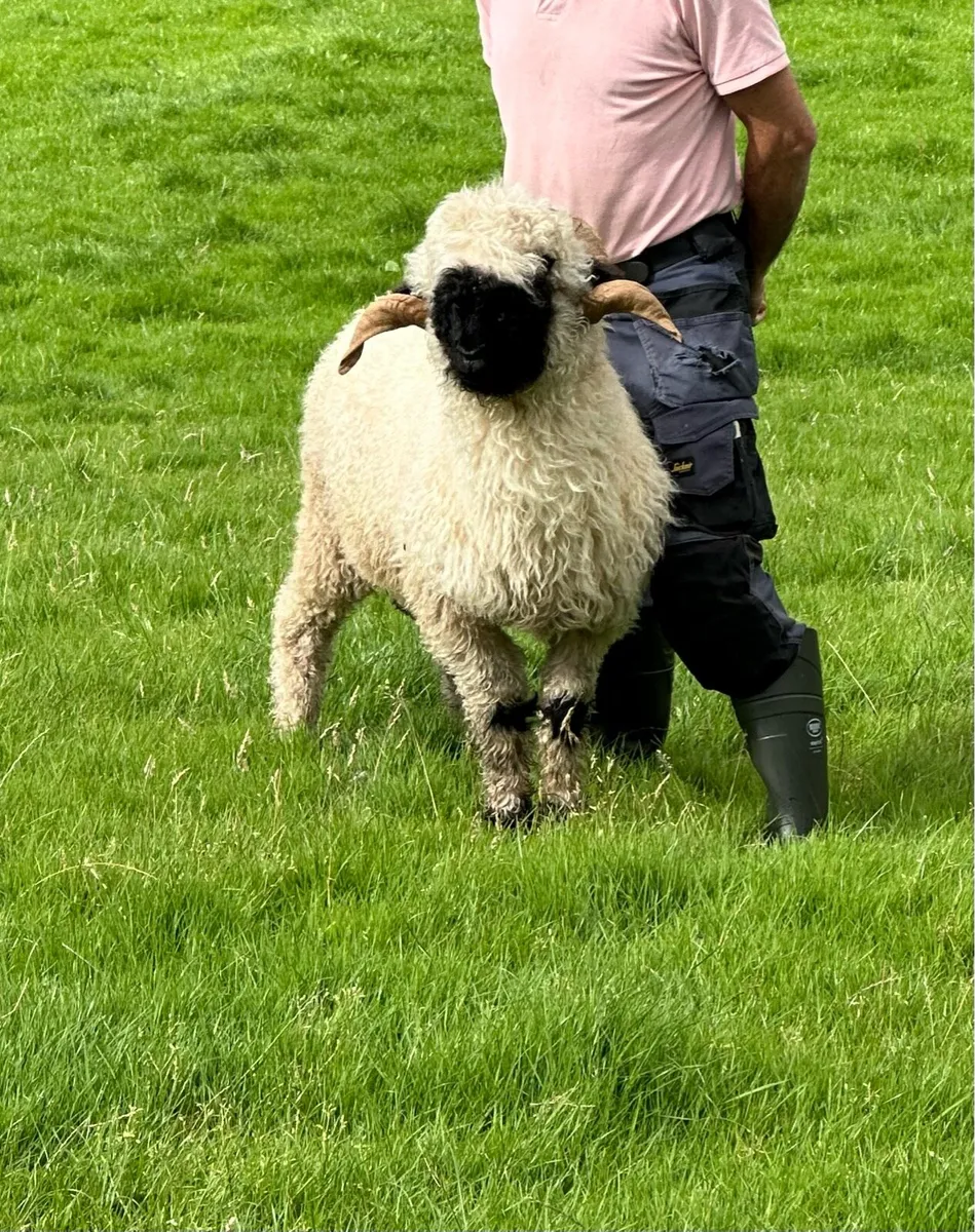 Valais Blacknose ram registered - Image 3