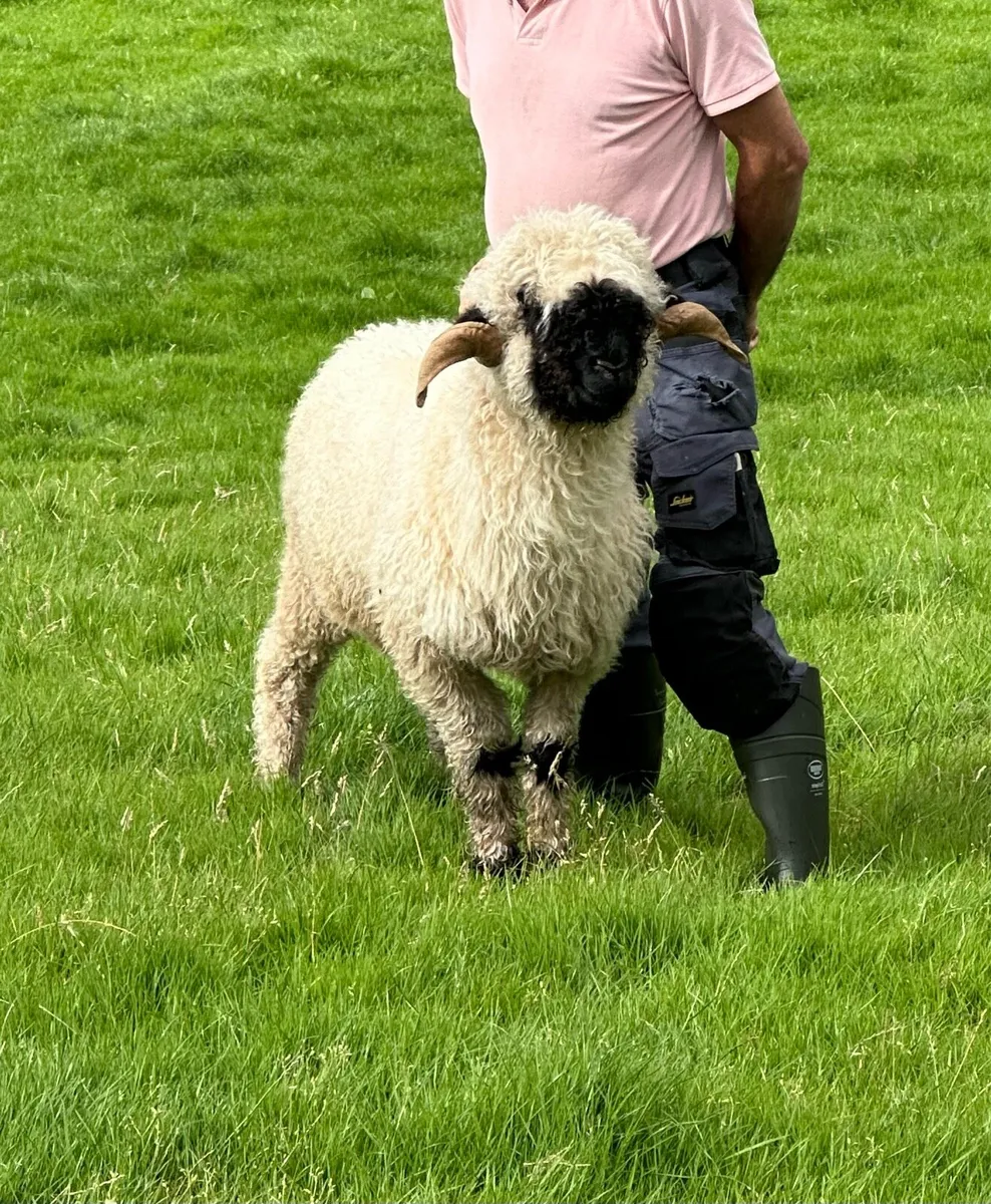 Valais Blacknose ram registered - Image 1
