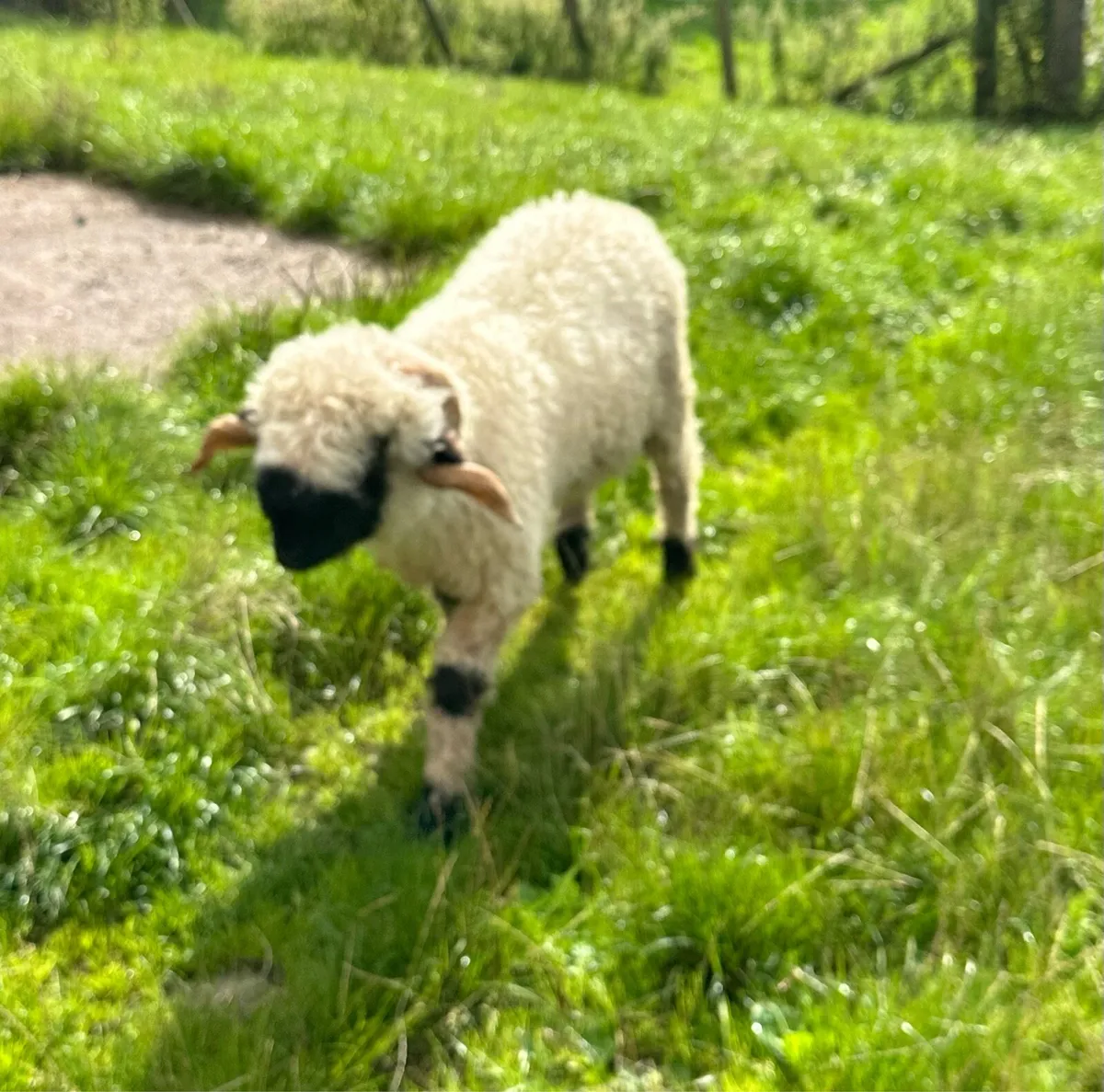 Valais Blacknose ram registered - Image 2