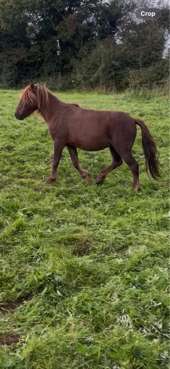 pony gelding - Image 3
