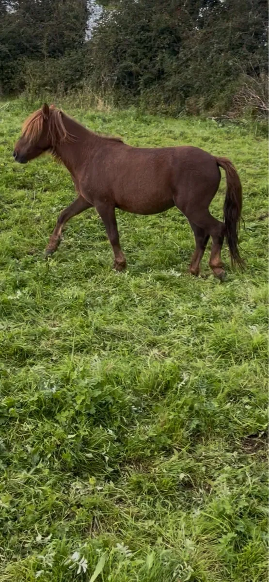pony gelding - Image 1